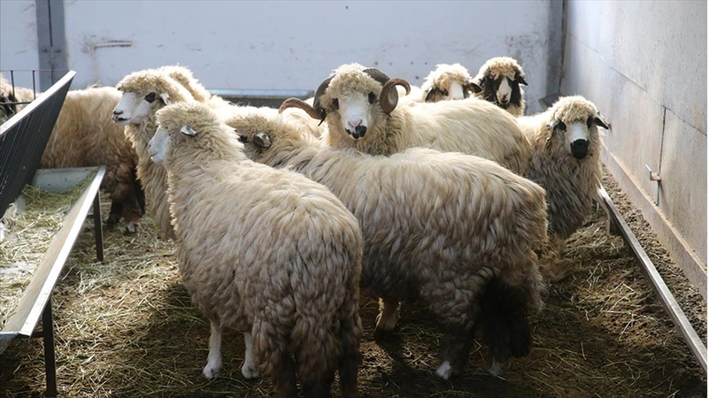 Tescilli karayaka koyunu üniversitede kurulan tesiste geliştirilecek
