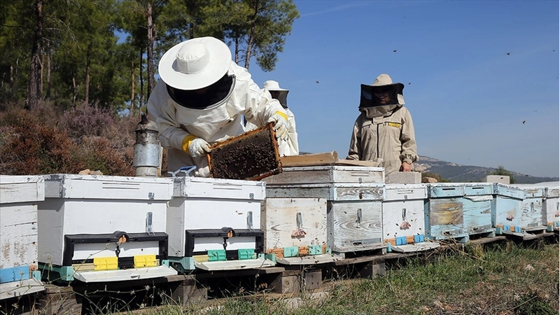Arıcılara mesleki standart geliyor