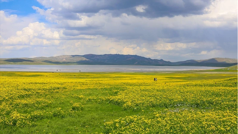 Çevresi sarı çiçeklerle renklenen Van