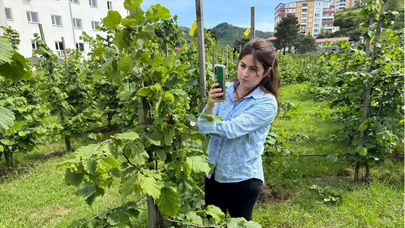 Tescilli Giresun tombul fındığında yeni dikim uygulamaları verimi artırdı