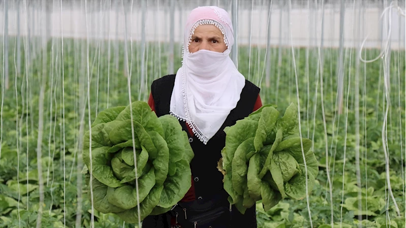 Erzincan’ın seralarında yetişen marulda hasat başladı