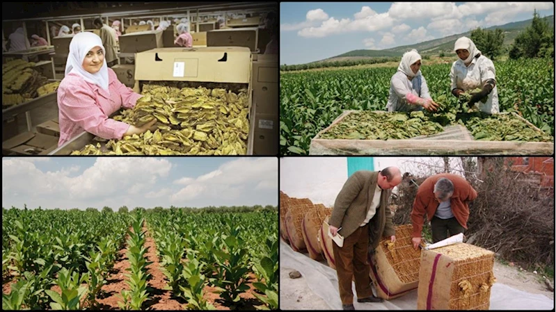 Tütün ve tütün mamulleri ihracatı 7 yıl sonra 1 milyar doları aştı