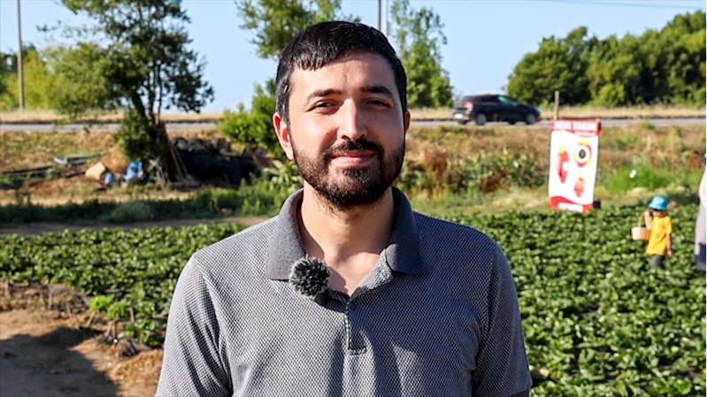 Otomasyon mühendisi, babasına yardım amacıyla başladığı çiftçilikte organik çilek üretiyor 