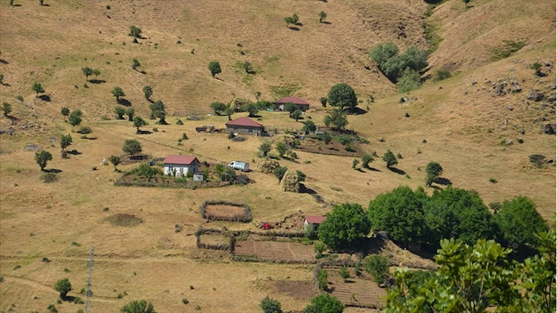 Muş