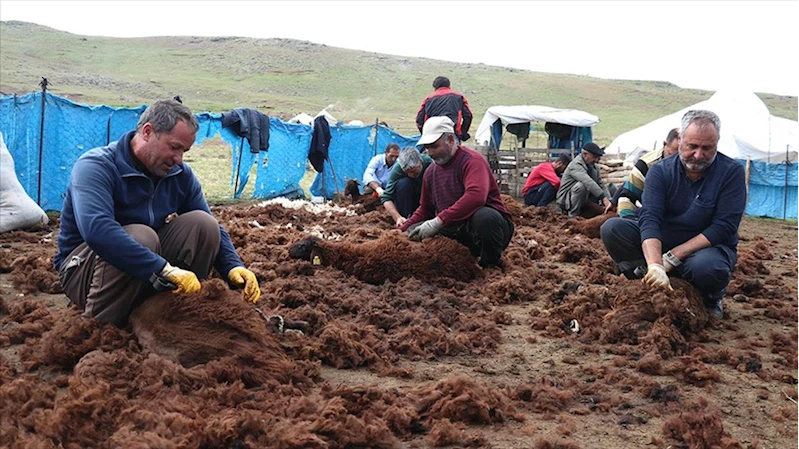 Ağrı yaylalarında binlerce küçükbaş el birliğiyle kırkılıyor