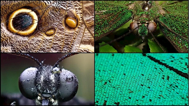 Tropikal bahçenin kelebekleri makro objektifle yakından görüntülendi