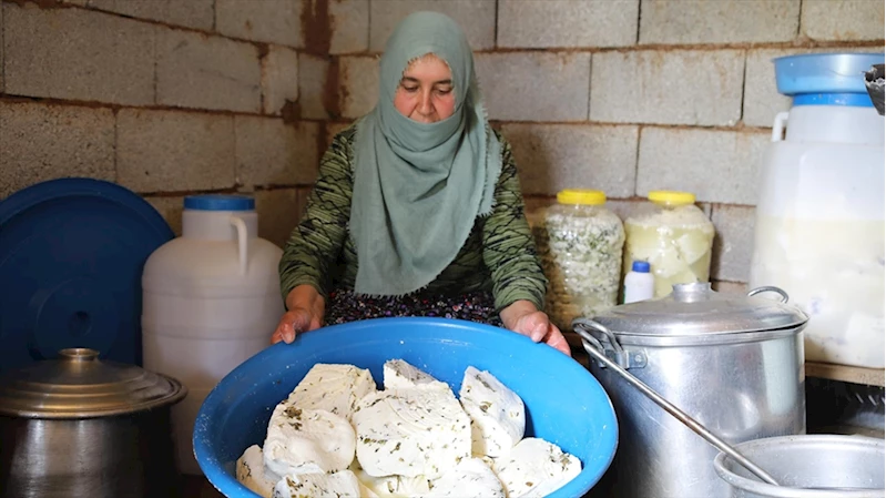 Vanlı besiciler 2 bin 700 rakımdaki yaylada otlu peynir üretiyor