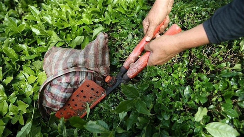 Türk çayı yılın ilk yarısında 104 ülkede alıcı buldu