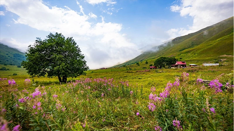 Uygun bilet fiyatları tatilcilerin rotasını Karadeniz