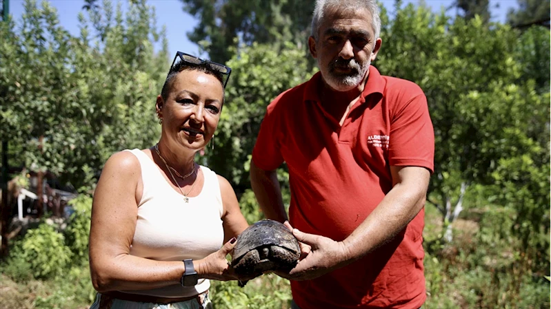 Kaplumbağanın kırık kabuğu ahşap ustasının dokunuşuyla onarıldı