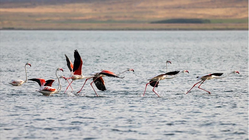 Flamingolar Van Gölü