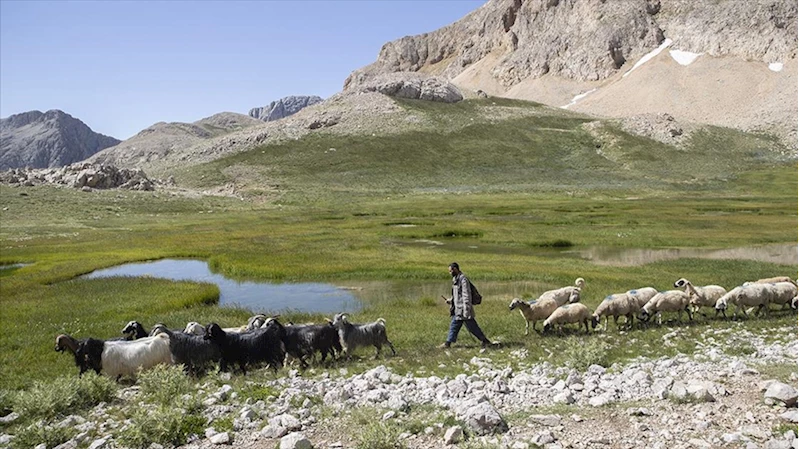 Tunceli yaylalarında zorluklara göğüs gerip doğal yöntemle peynir üretiyorlar
