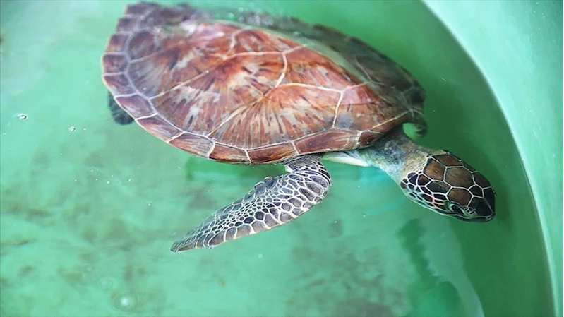 Uydu cihazıyla izlenen caretta caretta 