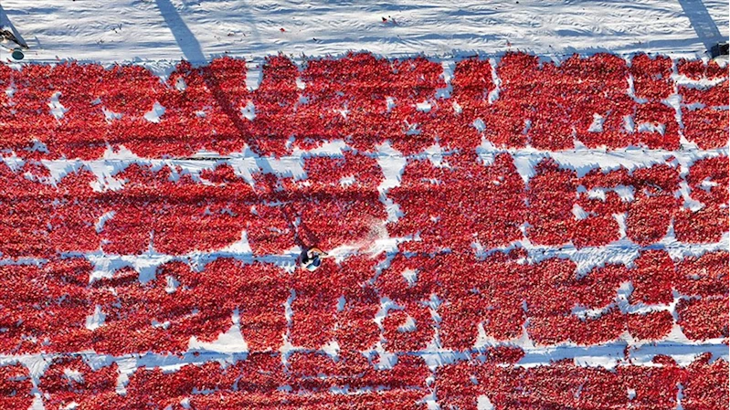 Erciyes eteklerindeki devasa araziler domates kırmızısıyla renklendi