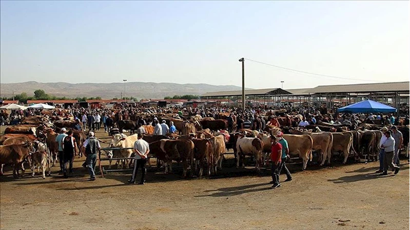 Şap hastalığı nedeniyle kapatılan hayvan pazarlarının açılmasına devam ediliyor