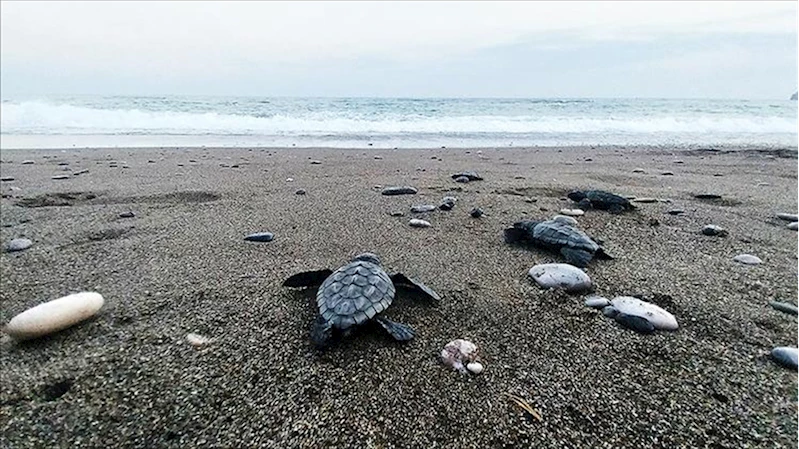 İztuzu sahilinde 30 bin yavru caretta caretta mavi sularla buluştu